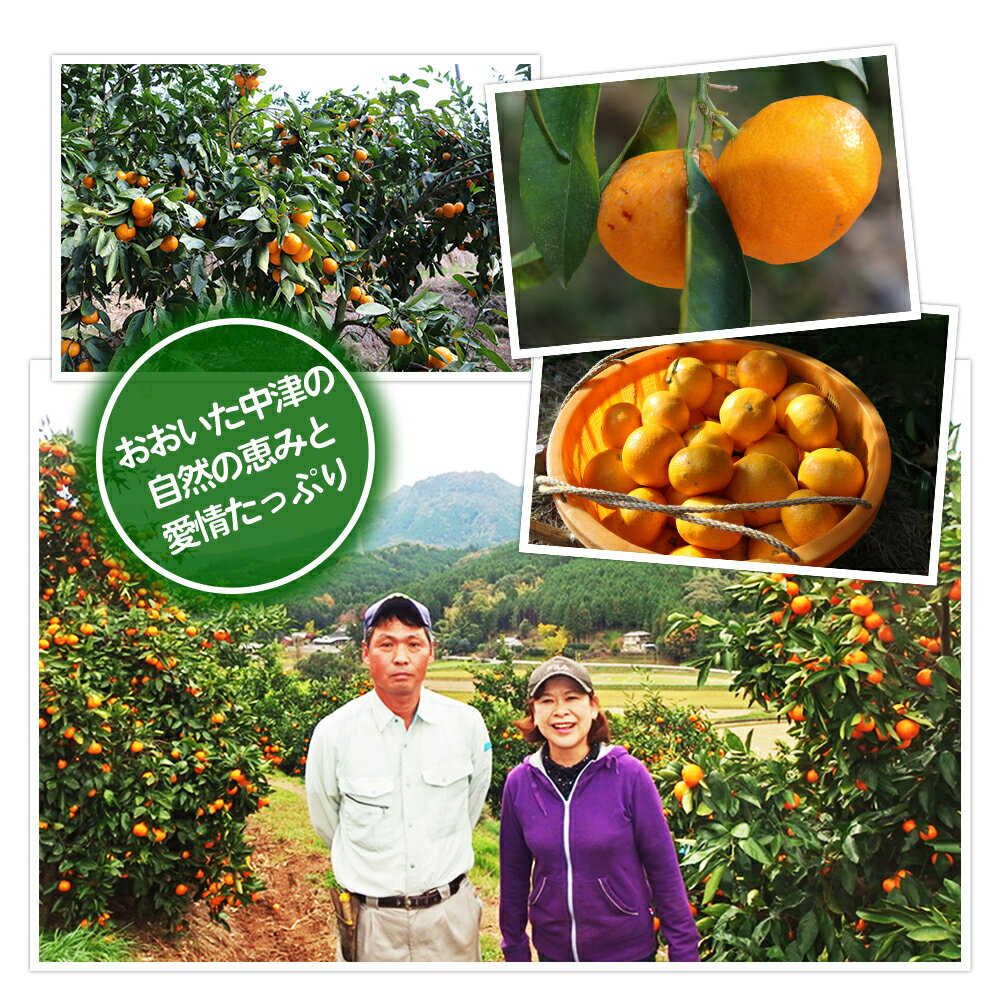 【ふるさと納税】【期間限定】おはら果樹園果実詰め合わせ 約5kg | フルーツ 果物 くだもの 果実 柑橘 柑橘類 セット 詰め合わせ ( みかん ポンカン はるみ 不知火 等) おはら果樹園 産地直送 大分県 中津市 送料無料【発送は2025年12月中旬～2026年3月中旬頃までの予定】 サムネイル3