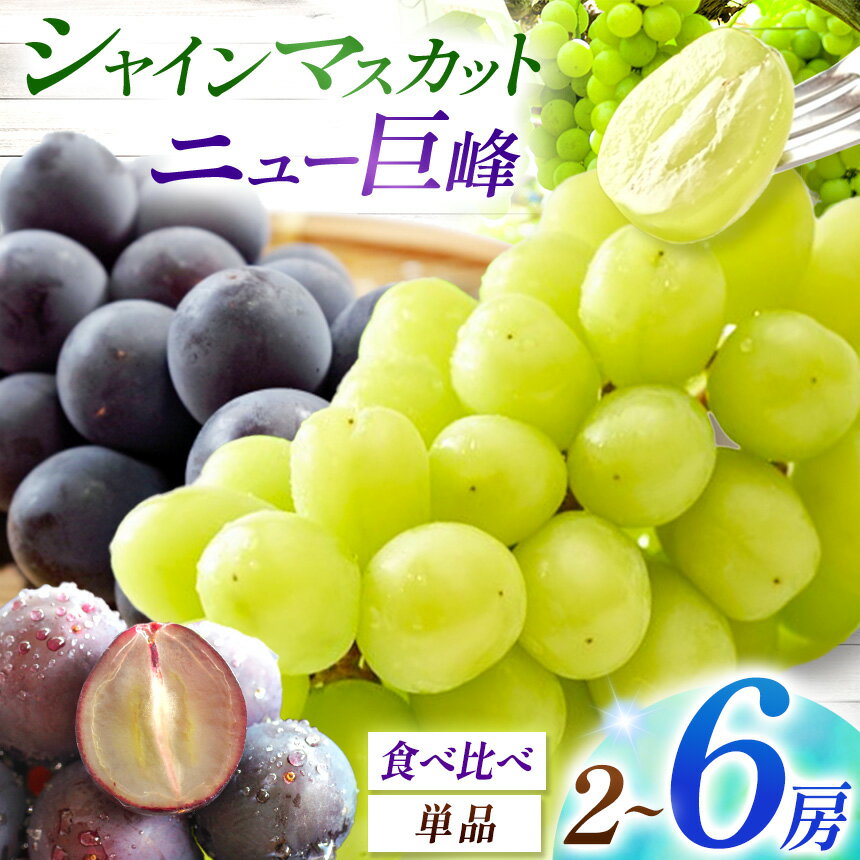 宮内果樹観光園 選べる シャインマスカット ニュー巨峰 食べ比べ 単品 2房 ～ 6房 ( 約 1kg / 2kg ) | フルーツ 果物 くだもの ぶどう ブドウ 葡萄 マスカット 巨峰 セット 産地直送 大分県 中津市 【発送は2026年8月5日〜2026年9月10日頃の予定】