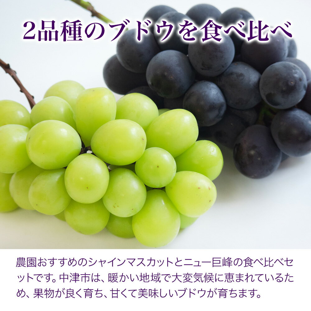 【ふるさと納税】宮内果樹観光園 選べる シャインマスカット ニュー巨峰 食べ比べ 単品 2房 ～ 6房 ( 約 1kg / 2kg ) | フルーツ 果物 くだもの ぶどう ブドウ 葡萄 マスカット 巨峰 セット 産地直送 大分県 中津市 【発送は2026年8月5日〜2026年9月10日頃の予定】 サムネイル2