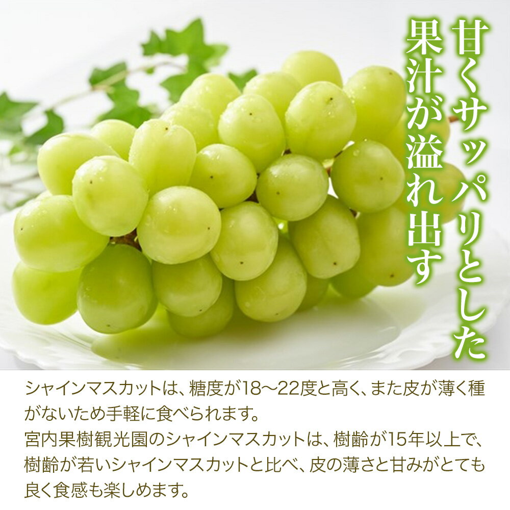 【ふるさと納税】宮内果樹観光園 選べる シャインマスカット ニュー巨峰 食べ比べ 単品 2房 ～ 6房 ( 約 1kg / 2kg ) | フルーツ 果物 くだもの ぶどう ブドウ 葡萄 マスカット 巨峰 セット 産地直送 大分県 中津市 【発送は2026年8月5日〜2026年9月10日頃の予定】 サムネイル3