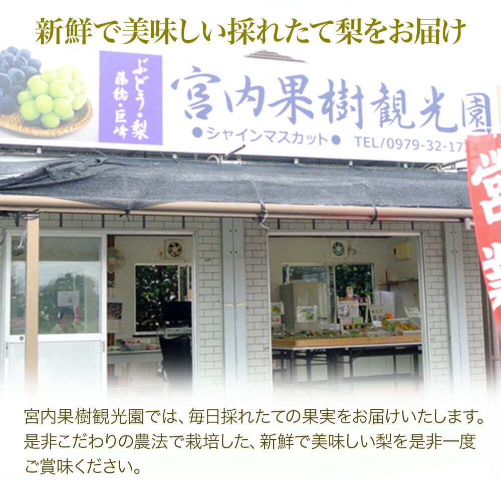 【ふるさと納税】【先行予約】宮内果樹観光園の幸水梨 3kg 6玉〜11玉 数量限定 産地直送 梨 なし 果物 くだもの フルーツ 大分県産 九州産 中津市 国産 送料無料【発送は2026年8月8日〜2026年8月16日頃までの予定】 サムネイル3