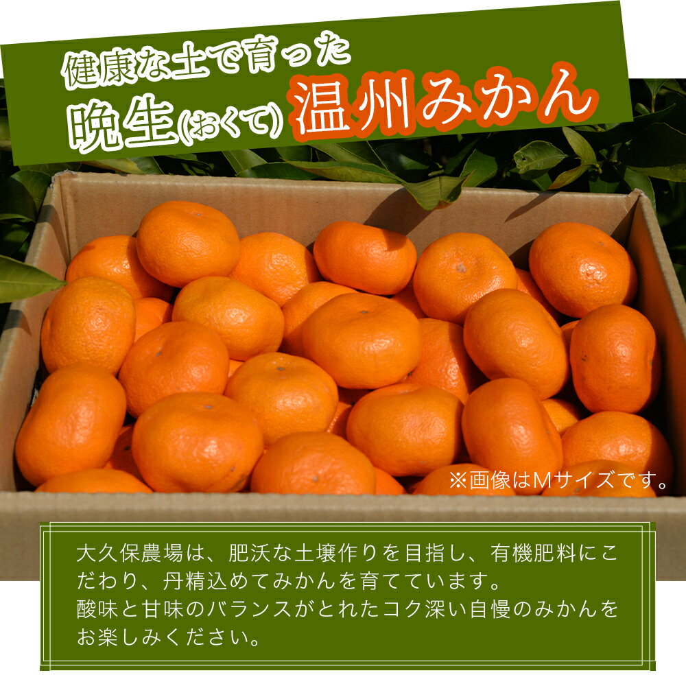 【ふるさと納税】【先行予約】【数量限定】大久保農場の有機肥料育ち完熟 お山のみかん 5kg(L)+3個 (傷み補償分) | フルーツ 果物 くだもの 蜜柑 ミカン みかん 柑橘 柑橘類 温州みかん 産地直送 国産 大分県 中津市【発送は2025年11月中旬～2026年2月下旬の予定】 サムネイル2