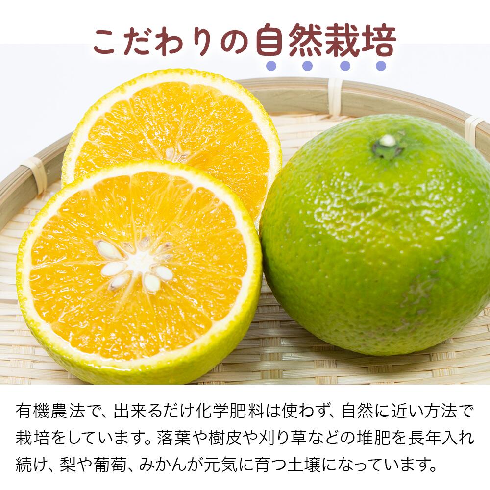 【ふるさと納税】大分県産 スイートスプリング 約5kg (補償分含む) | いわき農園 柑橘類 柑橘 ミカン みかん 温州みかん 八朔 はっさく 家庭用 数量限定 産地直送 果物 くだもの フルーツ ギフト 大分県産 国産 大分県 中津市【発送は2025年12月中旬～2026年2月頃の予定】 サムネイル3