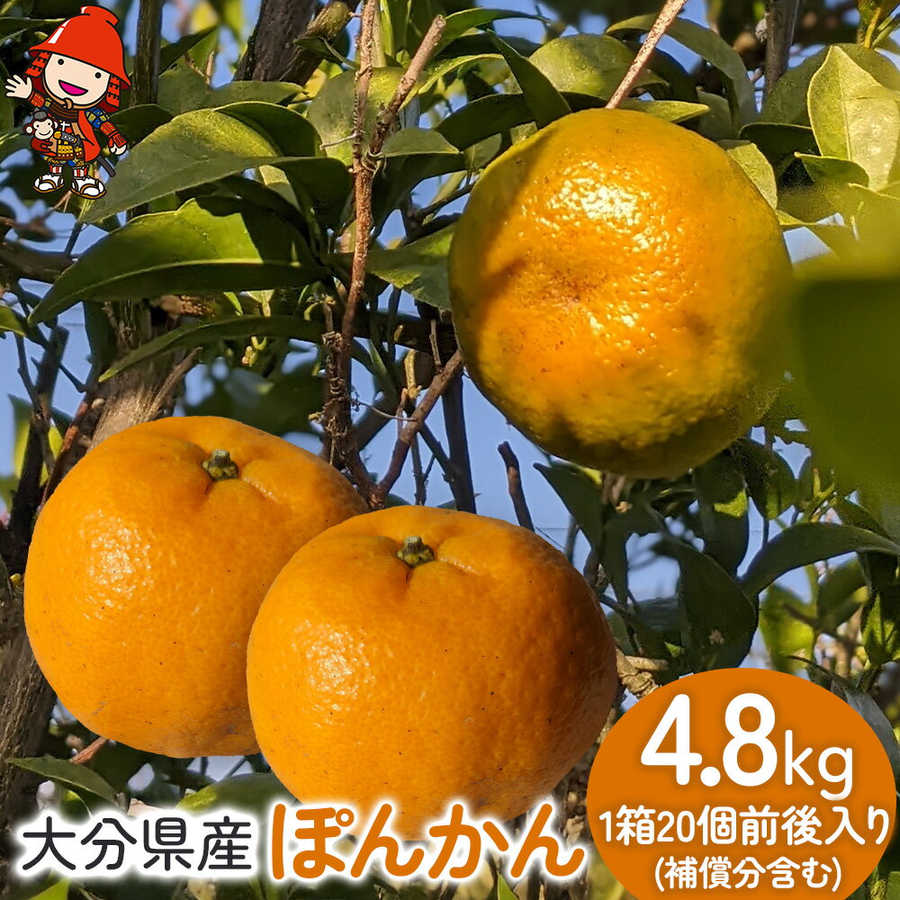 ＜先行予約＞大分産ぽんかん 約5kg (補償分含む）いわき農園 | 柑橘 ポンカン 椪柑 ミカン みかん 温州みかん 数量限定 産地直送 くだもの フルーツ ギフト 大分県産 九州産 中津市【発送は2026年1月10日～2026年2月5日までの予定】