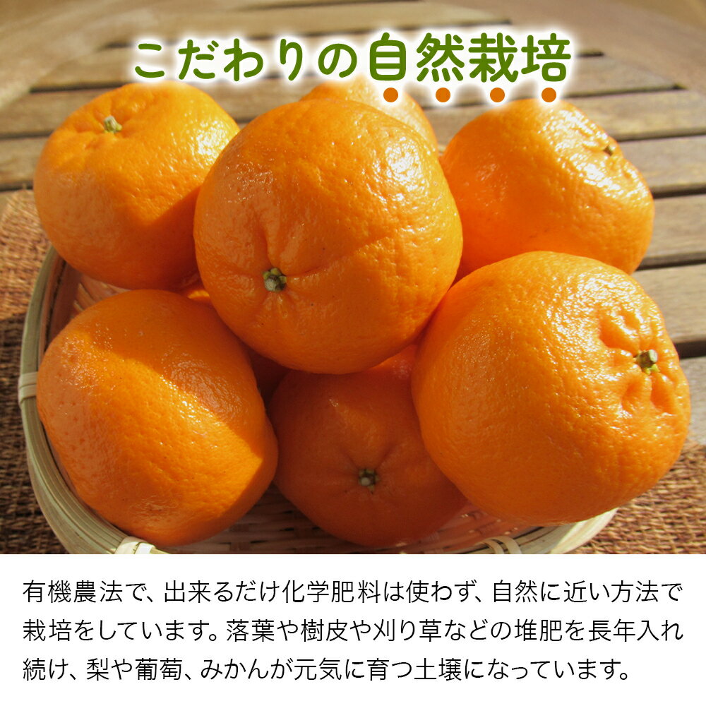 【ふるさと納税】＜先行予約＞大分産ぽんかん 約5kg (補償分含む）いわき農園 | 柑橘 ポンカン 椪柑 ミカン みかん 温州みかん 数量限定 産地直送 くだもの フルーツ ギフト 大分県産 九州産 中津市【発送は2026年1月10日～2026年2月5日までの予定】 サムネイル3