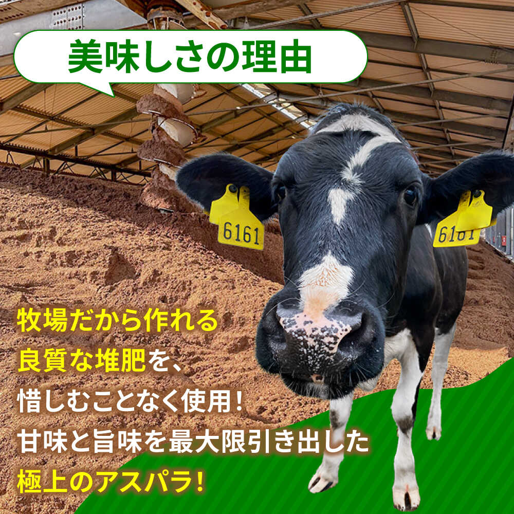 【ふるさと納税】【選べる種類】モーモーアスパラ 春芽 M / L / 2L セット 1.2kg 酪農 牧場 こだわり アスパラガス おすすめ 大分県 野菜 やさい 日田市 / 株式会社本川牧場 野菜 やさい [ARAI032/ARAI038] - 画像3