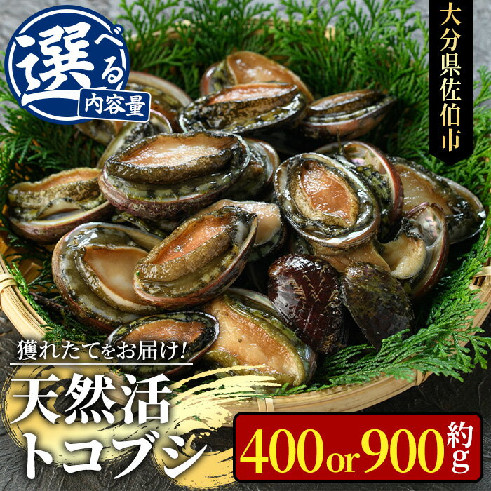 ＜内容量が選べる＞天然 トコブシ (約400g・約900g) 鮮魚 魚介 貝 トコブシ とこぶし 酒蒸し 網焼き バター焼き バーベキュー 獲れたて 冷蔵 海の直売所 大分県 佐伯市 魚貝 殻付【AS107・AS82】【海べ 】
