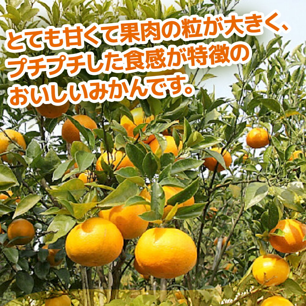 【ふるさと納税】【先行予約】津久見のみかん はるみ 5kg ミカン 蜜柑 オレンジ 果実 旬のフルーツ 大分県産 九州産 津久見市 国産 送料無料【2026年2月10日~2026年2月28日まで順次出荷】 サムネイル3