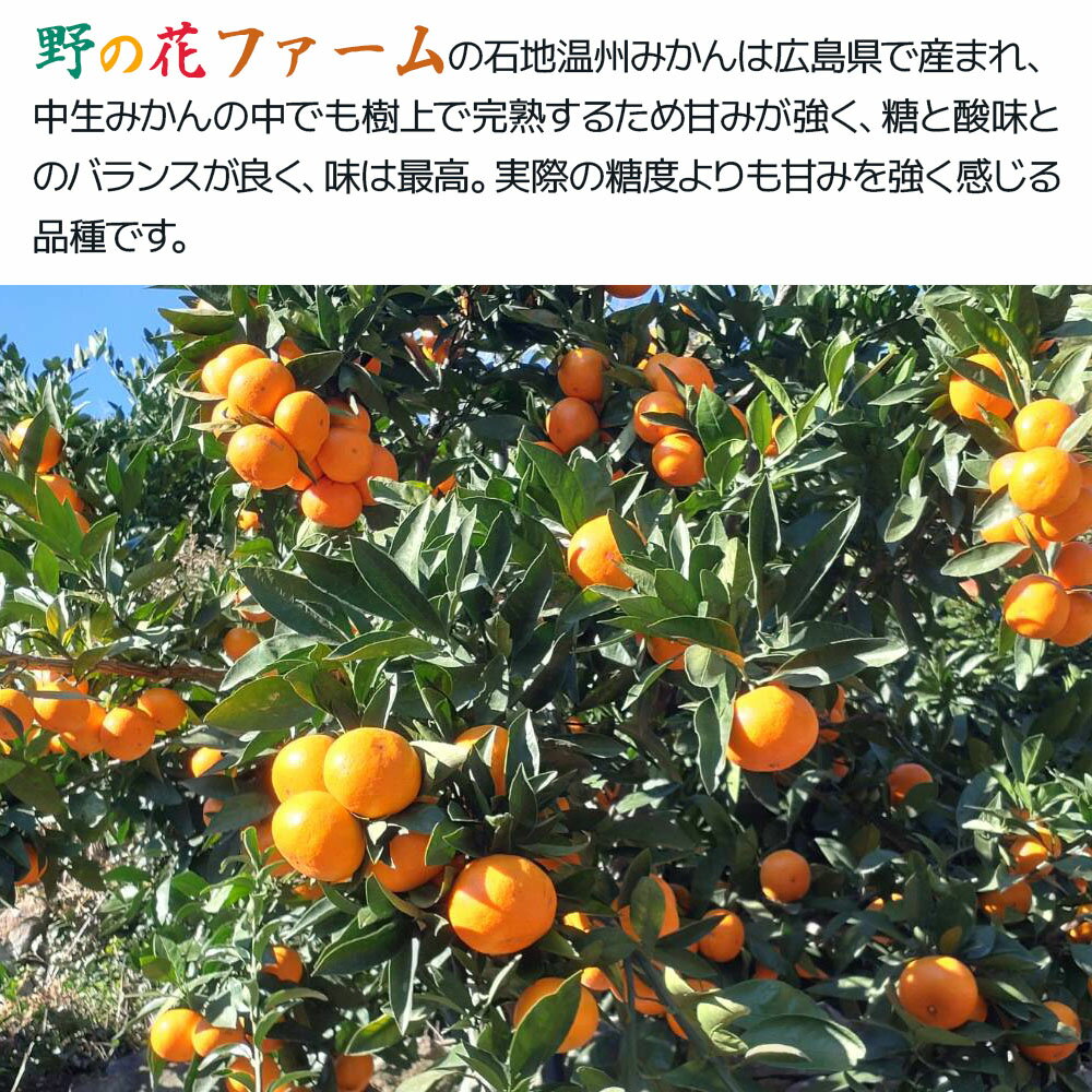 【ふるさと納税】【先行予約】野の花ファーム 秀品 石地みかん 5kg ミカン オレンジ 蜜柑 フルーツ 旬 果物 くだもの 大分県産 九州産 津久見市 国産 送料無料 サムネイル2