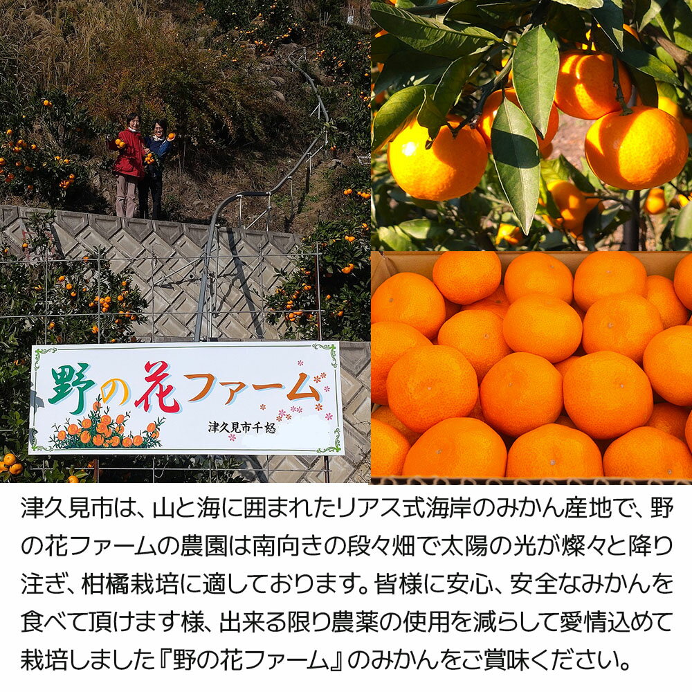 【ふるさと納税】【先行予約】野の花ファーム 秀品 石地みかん 5kg ミカン オレンジ 蜜柑 フルーツ 旬 果物 くだもの 大分県産 九州産 津久見市 国産 送料無料 サムネイル3