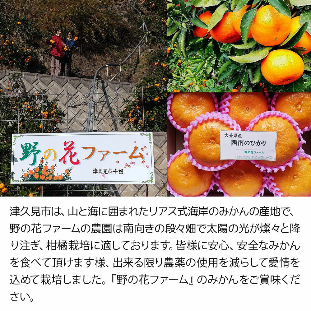 【ふるさと納税】【先行予約】野の花ファーム 秀品 西南のひかり 3kg みかん ミカン オレンジ 柑橘類 大分県産 九州産 津久見市 国産 送料無料 サムネイル3