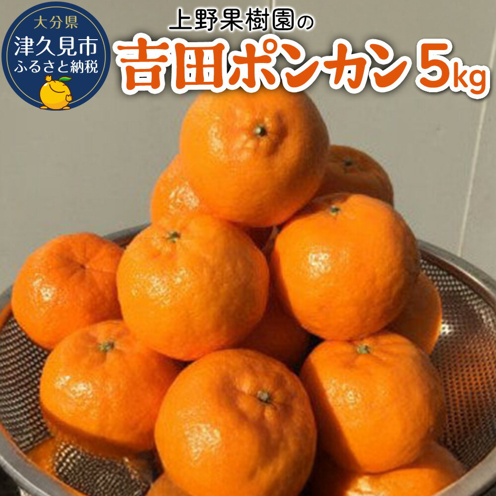 上野果樹園の吉田ポンカン 5kg ぽんかん オレンジ みかん 蜜柑 果物 くだもの フルーツ 柑橘類 甘い ジューシー お取り寄せ 大分県産 九州産 津久見市 国産 送料無料