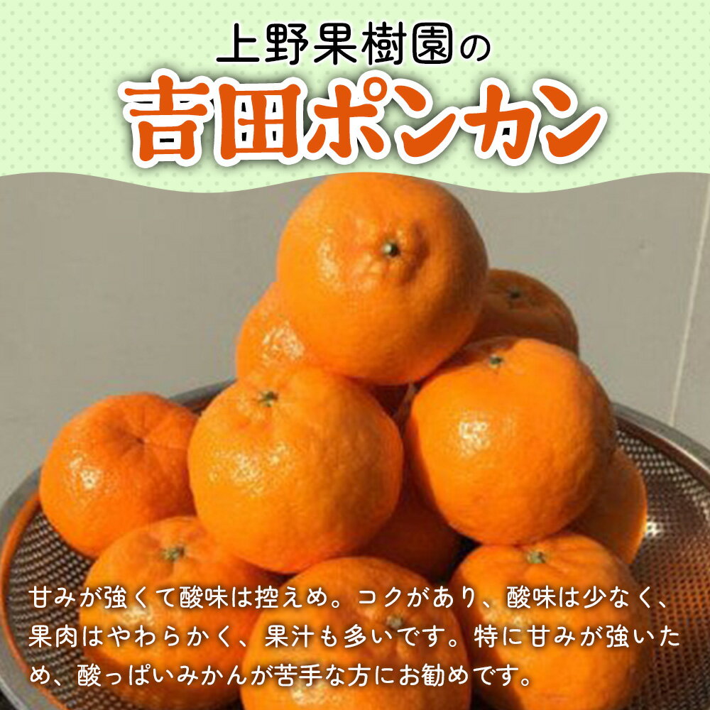 【ふるさと納税】上野果樹園の吉田ポンカン 5kg ぽんかん オレンジ みかん 蜜柑 果物 くだもの フルーツ 柑橘類 甘い ジューシー お取り寄せ 大分県産 九州産 津久見市 国産 送料無料 サムネイル2
