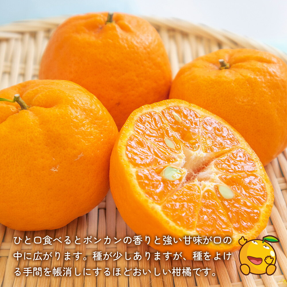 【ふるさと納税】上野果樹園の吉田ポンカン 5kg ぽんかん オレンジ みかん 蜜柑 果物 くだもの フルーツ 柑橘類 甘い ジューシー お取り寄せ 大分県産 九州産 津久見市 国産 送料無料 サムネイル3