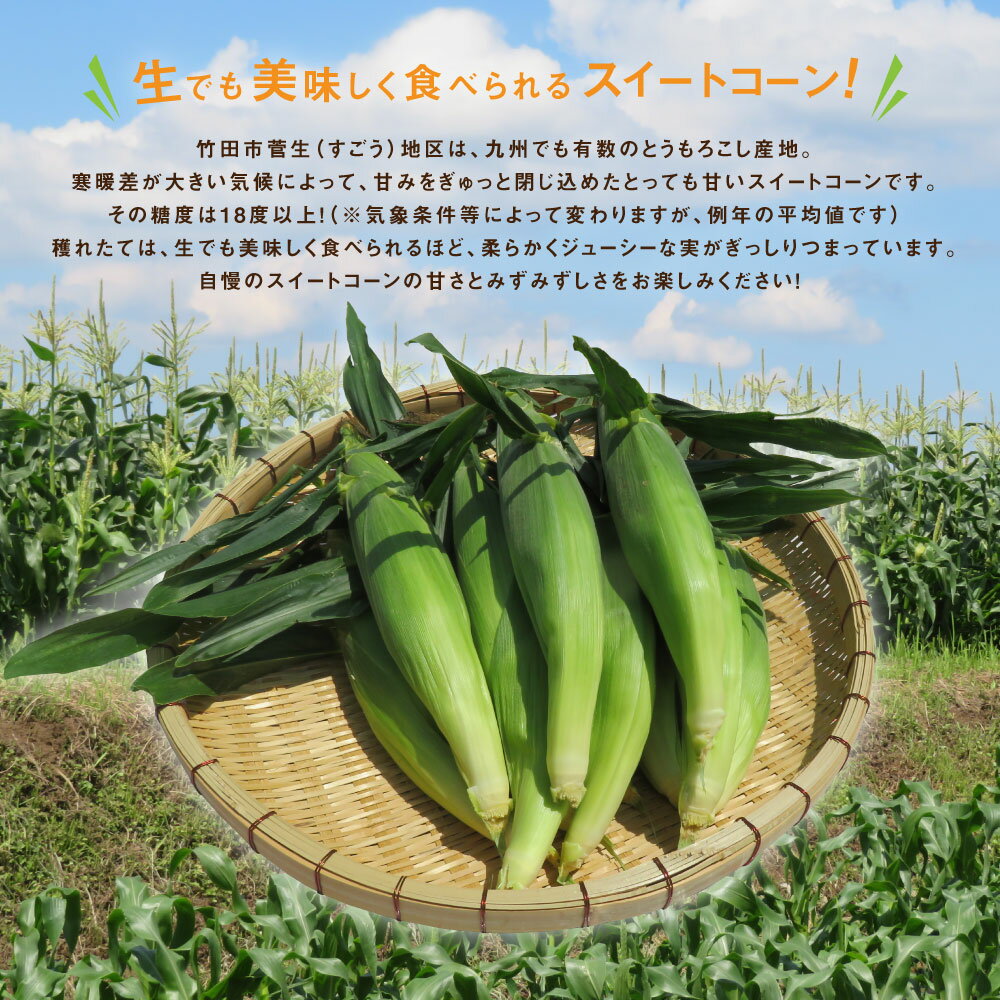 【ふるさと納税】＜ 卯野農場 ＞ 産地直送！生でも美味しい 朝採れ スイートコーン 10本 3.5kg以上 糖度18度 とうもろこし トウモロコシ コーン 野菜 竹田市 大分県 九州産 国産 送料無料【2026年7月上旬-8月下旬発送予定】 - 画像3