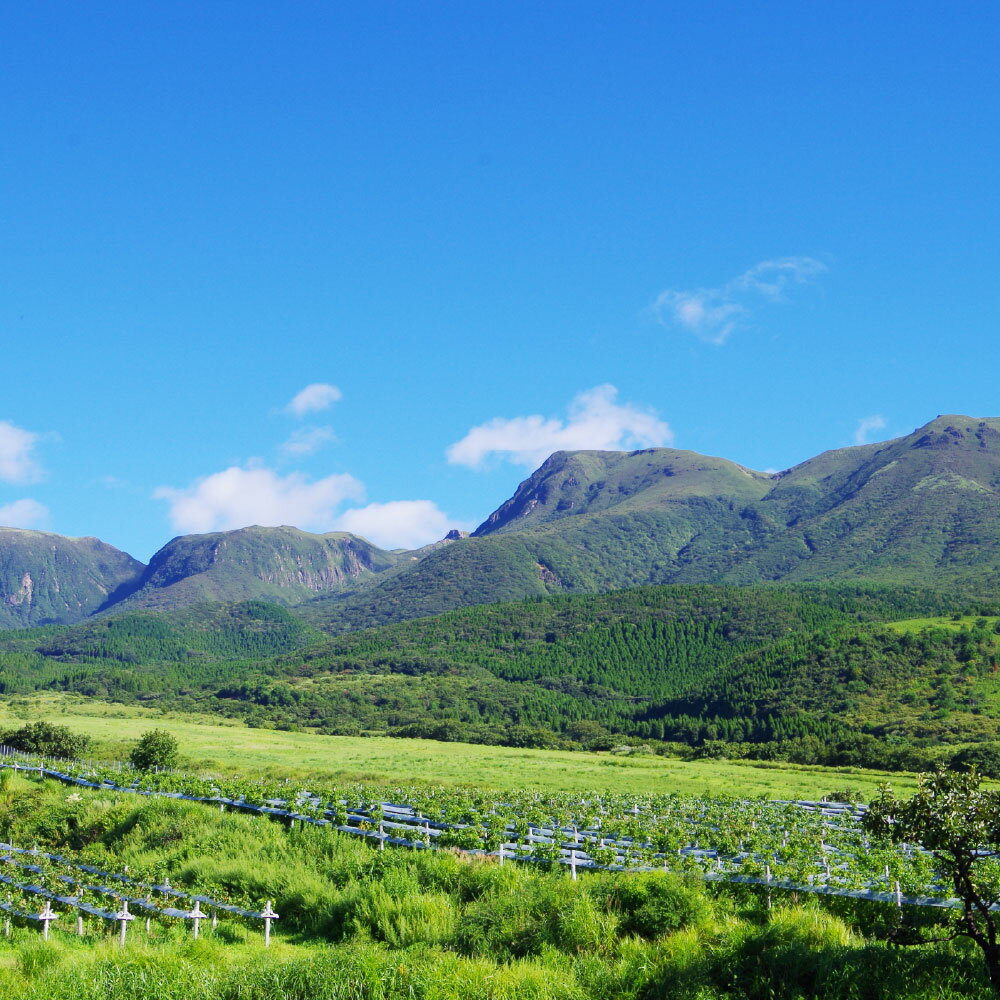 【ふるさと納税】久住ワイナリーの久住高原育ち赤・ロゼ 720ml×2本セット 辛口 ワイン 赤ワイン お酒 酒 洋酒 アルコール 国産 九州産 大分県産 送料無料 サムネイル2