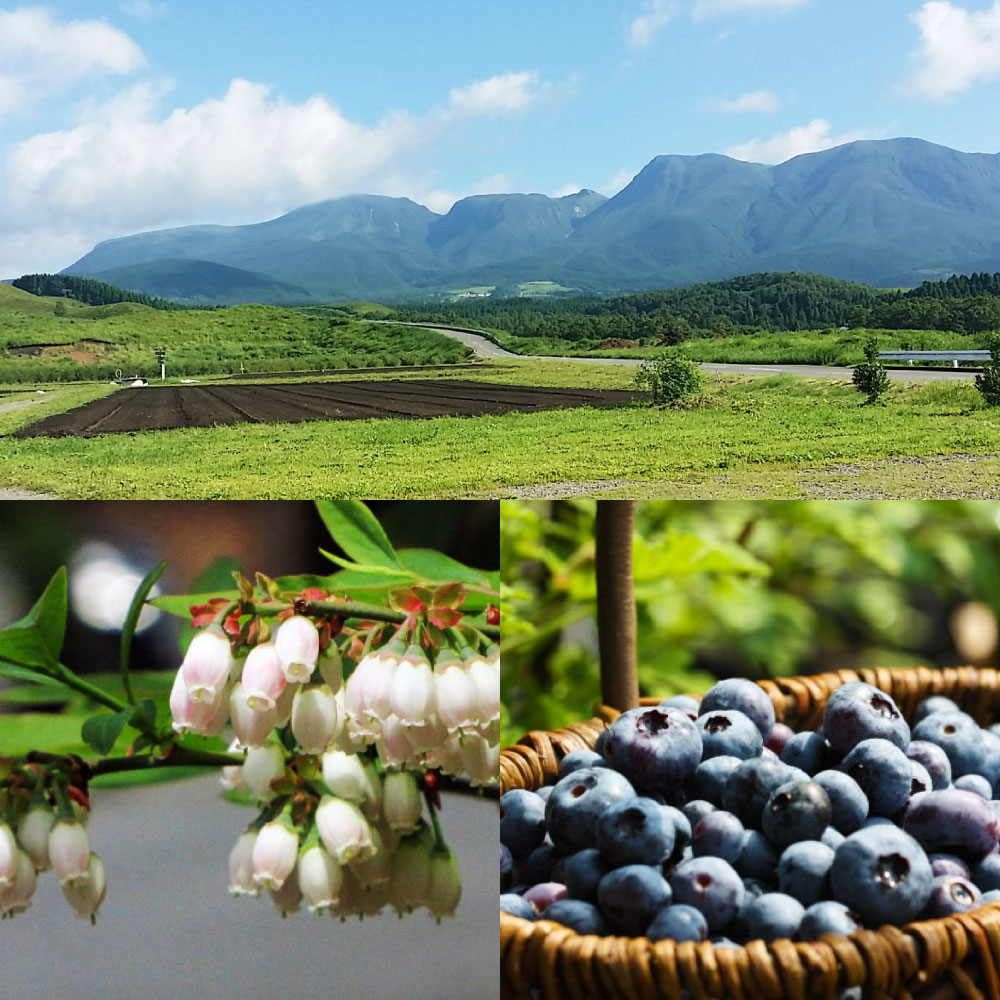 【ふるさと納税】冷凍 ブルーベリー 1kg 栽培期間中 農薬不使用 手摘み 新鮮 ジャム スムージー ヨーグルト フルーツ 果物 特産品 特産 名産 国産 九州 大分県 竹田市 久住高原産 送料無料【2025年7月下旬より順次発送開始予定】 サムネイル2