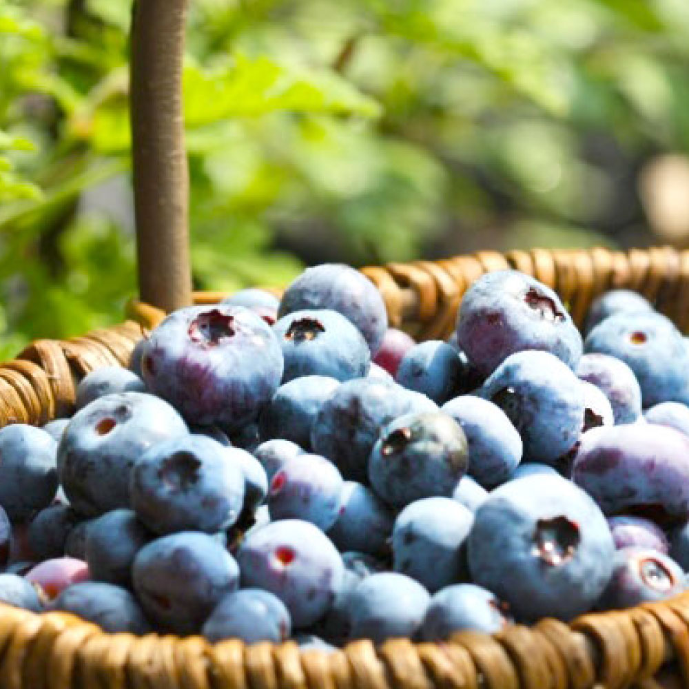 【ふるさと納税】 【お試しサイズ】久住高原 冷凍 ブルーベリー 500g 栽培期間中 農薬不使用 手摘み 新鮮 ジャム スムージー ヨーグルト フルーツ 果物 お試し 特産品 特産 名産 国産 九州 大分県 竹田市 久住高原産 送料無料 サムネイル3