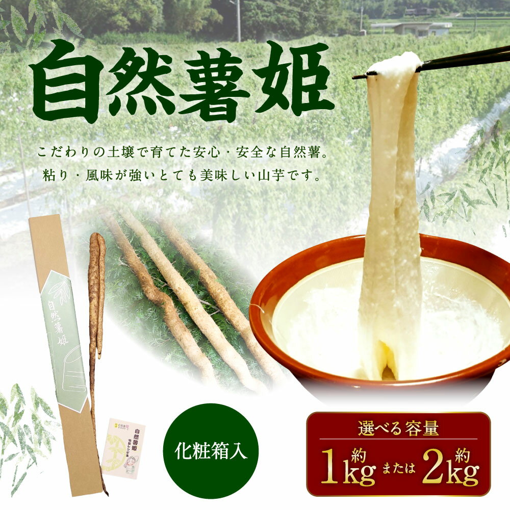 【ふるさと納税】自然薯姫 約1kg 約2kg 山芋 自然薯 じねんじょ やまいも ヤマイモ 野菜 無農薬 芋 九州 常温 国産 大分 大分県産 大分県 竹田市 送料無料 【発送不可期間:毎年4月下旬～11月上旬】 - 画像2