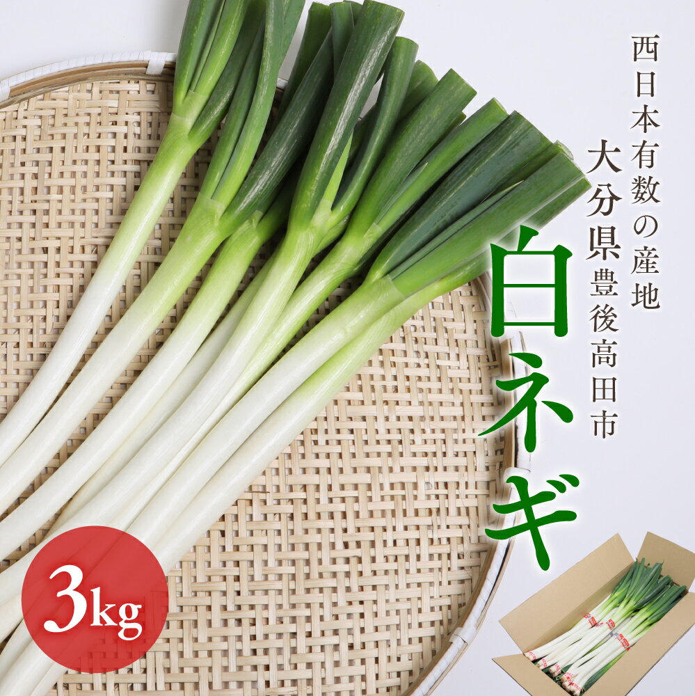 先行予約 産地直送 ネギ 3kg 新鮮 ねぎ 野菜 長ネギ 白ネギ 西日本有数の産地で育った 長ねぎ 白ねぎ 葱 九州 鍋 大分県産 ふるさと納税 送料無料
