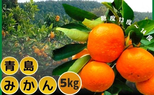 【ふるさと納税】＜先行予約受付中！2026年1月中旬より順次発送予定＞ みかん 青島(約5kg・補償分0.3kg) みかん ミカン 蜜柑 柑橘 フルーツ 果物 くだもの 果実 高橋農園 【109800400】【高橋　憲明】 サムネイル2