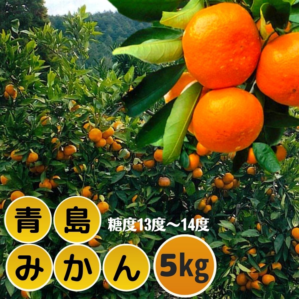 ＜先行予約受付中！2026年1月中旬より順次発送予定＞ みかん 青島(約5kg・補償分0.3kg) みかん ミカン 蜜柑 柑橘 フルーツ 果物 くだもの 果実 高橋農園 【109800400】【高橋　憲明】