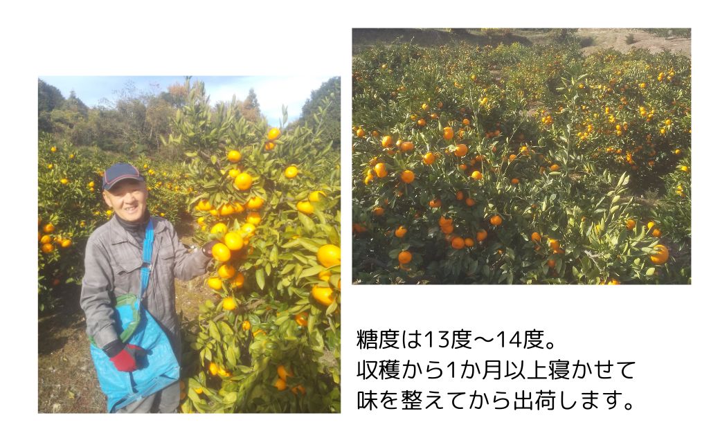 【ふるさと納税】＜先行予約受付中！2026年1月中旬より順次発送予定＞ みかん 青島(約5kg・補償分0.3kg) みかん ミカン 蜜柑 柑橘 フルーツ 果物 くだもの 果実 高橋農園 【109800400】【高橋　憲明】 サムネイル3