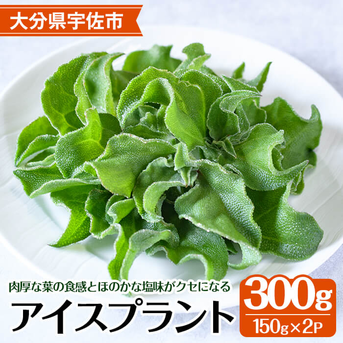 アイスプラント(計約300g・150g×2パック) 野菜 葉物野菜 葉野菜【114800101】【公益社団法人 あじむ農業公社】