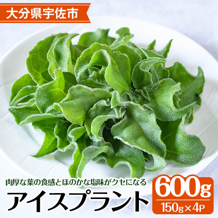 アイスプラント(計約600g・150g×4パック) 野菜 葉物野菜 葉野菜【114800201】【公益社団法人 あじむ農業公社】