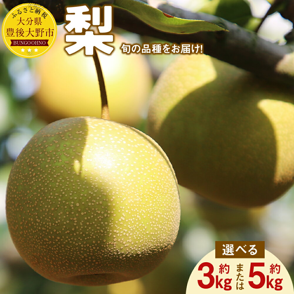 【先行予約】大分県 豊後大野市産 梨 ＜容量が選べる＞ 約3kg または 約5kg 9000円 〜 12000円 9千円 〜 1万2000円なし 幸水 豊水 新高 新興 フルーツ 果物 くだもの 果実 大分県産 予約 送料無料 ※品種は選べません【2025年8月上旬から12月上旬発送予定】