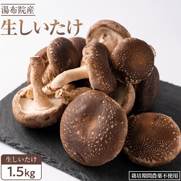 【全国銅賞受賞】湯布院産 生しいたけ 大きめ1.5kg｜栽培期間農薬不使用 | シイタケ 椎茸 きのこ 大分県 由布市 返礼品 お取り寄せグルメ お取り寄せ グルメ 特産品 名産品 ご当地 キノコ 湯布院 由布院