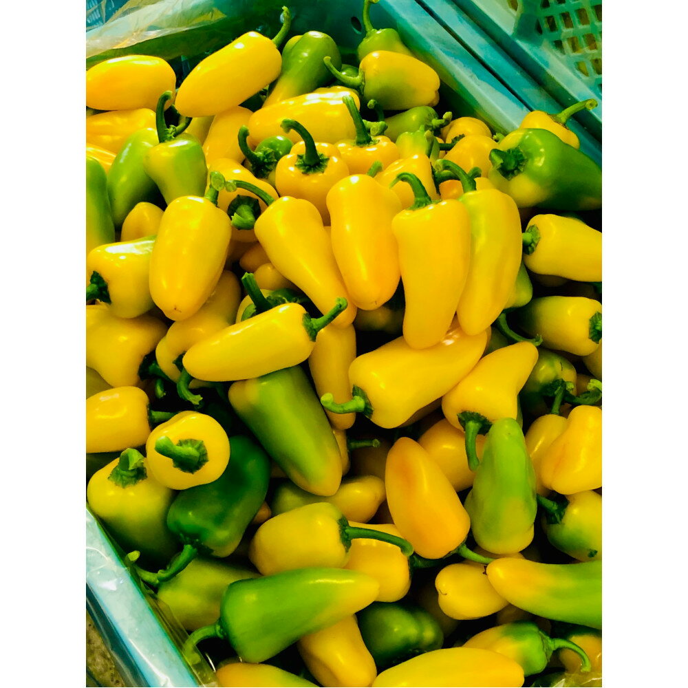 【ふるさと納税】カラフル スナックパプリカ・カラーMIX (1袋約100g) | 野菜 やさい 食品 人気 おすすめ 送料無料 - 画像3