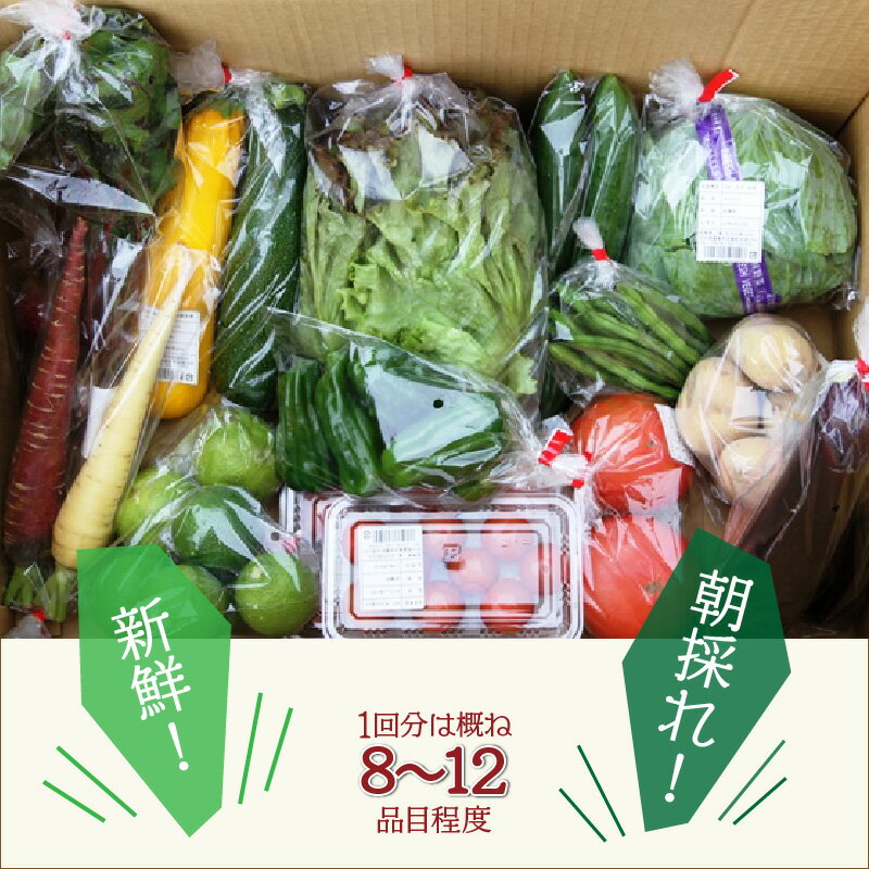 【ふるさと納税】国東の旬野菜＆フルーツの詰合せ - 画像2