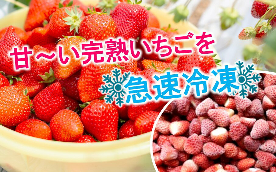 【ふるさと納税】冷凍 完熟 いちご ベリーツ 紅ほっぺ 1.2kg 300g×4P 苺 イチゴ フルーツ 新鮮 送料無料 サムネイル2