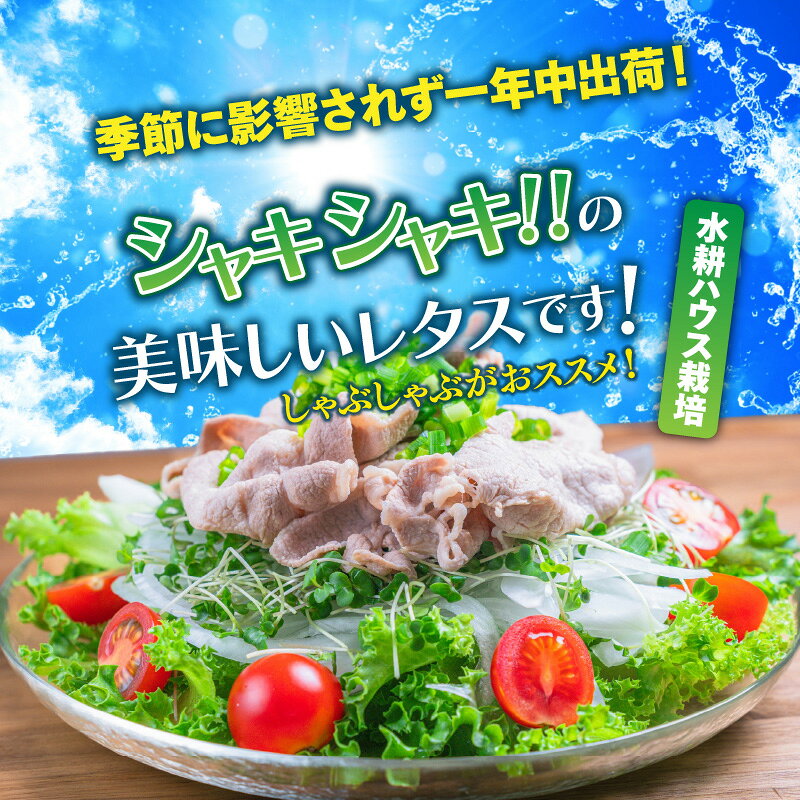 【ふるさと納税】採れたてシャキシャキ!!くにさき太陽のレタス12袋詰合せ_1183R - 画像2