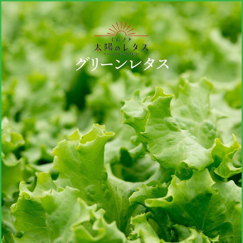 【ふるさと納税】毎月お届け！くにさき太陽のレタス定期便/計12回発送 - 画像2