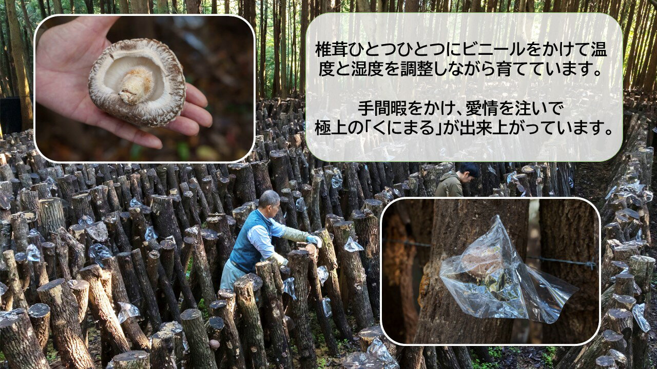 【ふるさと納税】国東の厳選肉厚カップ乾し椎茸 くにまる 特大1・小2 シイタケ 乾物 おすすめ 栄養 美容 食物繊維 出汁 朝食 夕食 大分県産 特産品 ご当地 - 画像2