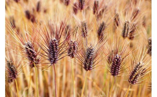 【ふるさと納税】らいむ工房のむらさきもち麦500gと玄米5kg - 画像2