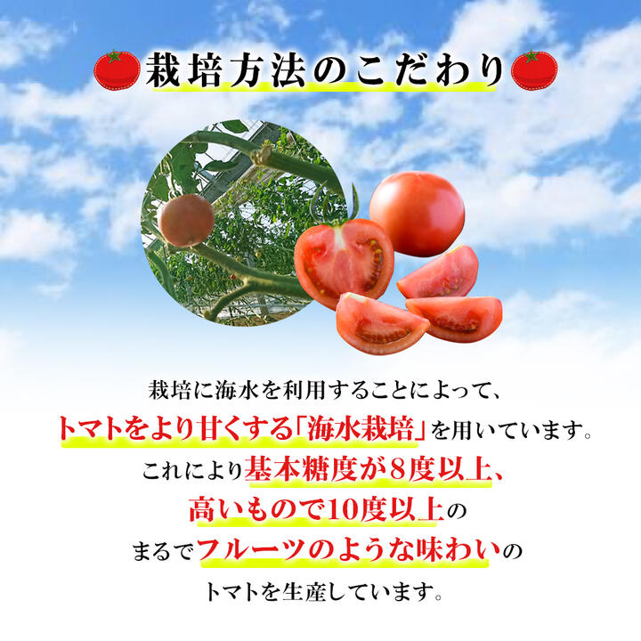 【ふるさと納税】2026年1月中旬から順次発送【糖度8度以上】あま～いトマト「トマ王 潮」約2kg_ トマト 高糖度 トマ王 潮 野菜 美味しい 大分県 人気 おすすめ 送料無料【配送不可地域：離島】【1087106】 - 画像3