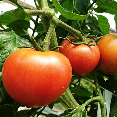 【ふるさと納税】【糖度8度以上】あま～いトマト「トマ王 潮」(約300g×5袋)【配送不可地域：離島】【1087105】 - 画像2