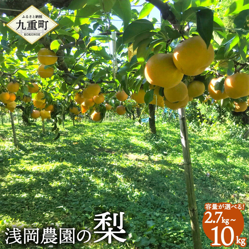 浅岡農園の梨 〈容量が選べる〉約2.7kg 約5kg 約10kg 16000円 ～ 32000円 1万6000円 ～ 3万2000円 梨 豊水 秋月 新高 甘太 国産 大分県産 九重町産 フルーツ 果物 くだもの 果実 冷蔵 送料無料 【2025年9月上旬-11月上旬発送予定】