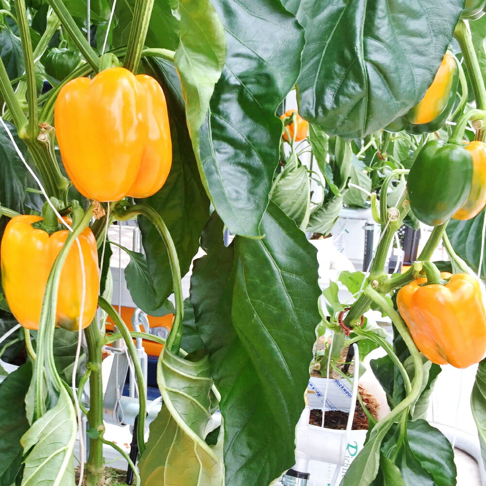 【ふるさと納税】温泉パプリカ 5kg パプリカ 野菜 大分県産 九重町産 通年栽培 愛彩ファーム 送料無料 - 画像3