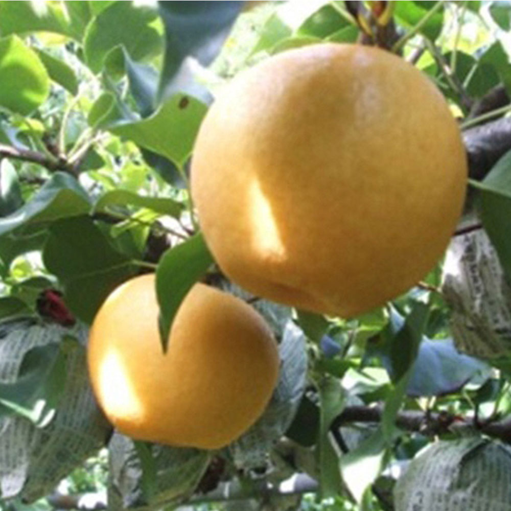 【ふるさと納税】九重産 梨 3L以上〈容量が選べる〉約3kg（5玉～8玉） または 約5kg（8玉～14玉） 梨 ( 二十世紀 あきづき 王秋 新高 豊水 甘太 うちいずれか一種類) 果物 くだもの フルーツ 旬 ナシ なし 冷蔵 送料無料 【2026年9月上旬から10月上旬発送予定】 - 画像3