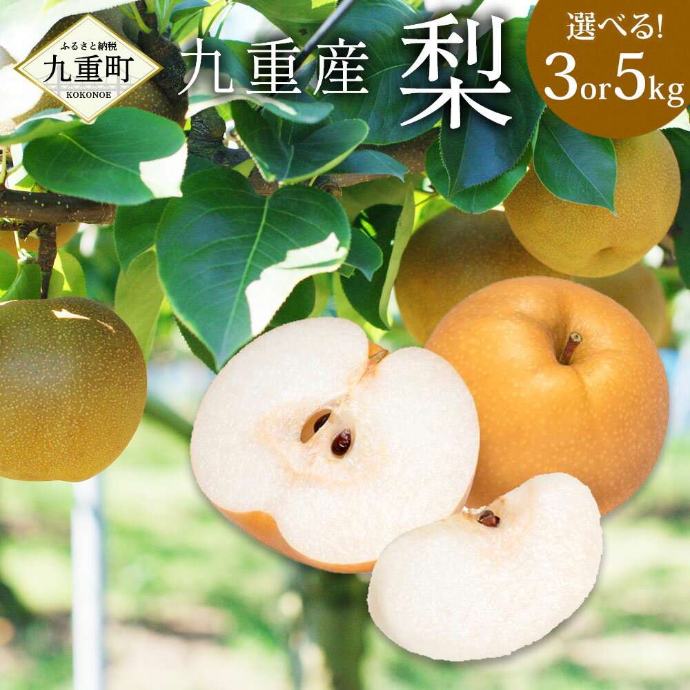 九重産 梨 3L以上〈容量が選べる〉約3kg（5玉～8玉） または 約5kg（8玉～14玉） 梨 ( 二十世紀 あきづき 王秋 新高 豊水 甘太 うちいずれか一種類) 果物 くだもの フルーツ 旬 ナシ なし 冷蔵 送料無料 【2026年9月上旬から10月上旬発送予定】