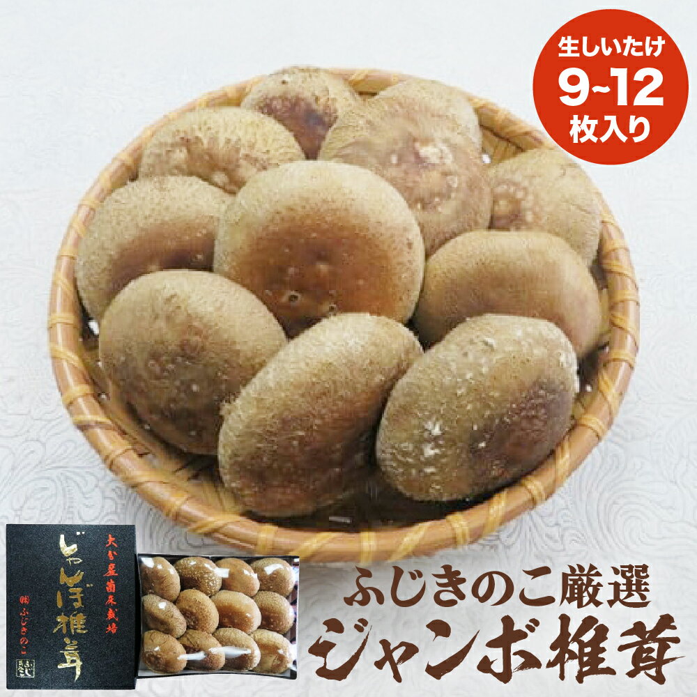 大分県産 生しいたけ （9〜12枚入り） 贈答用 ジャンボ 椎茸 ( 生しいたけ ) 生しいたけ 箱入り 贈答用 贈り物 肉厚 しいたけ 煮物 鍋 焼き バター醤油 トースター オーブンジューシー 冷蔵保存