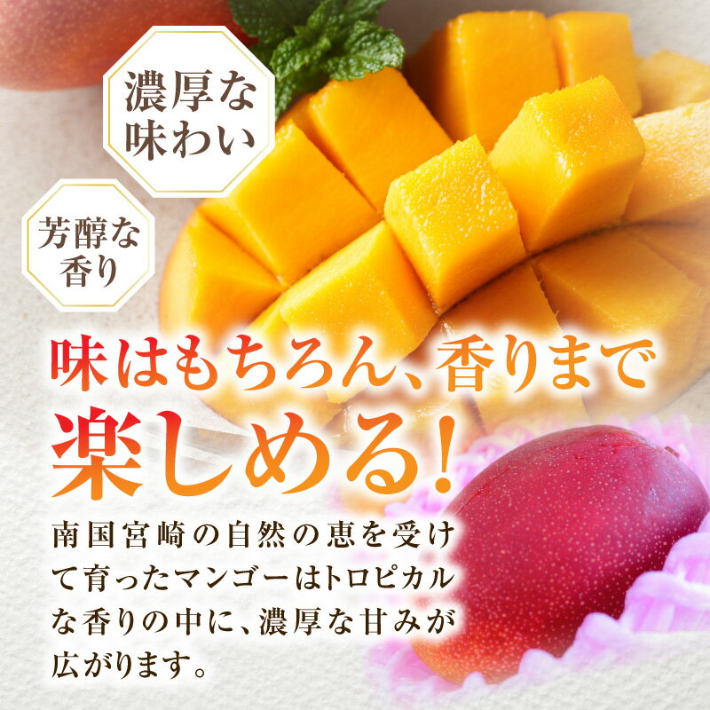 【ふるさと納税】《2026年発送先行予約》【選べるサイズ】【数量・期間限定】宮崎特産品 宮崎県産完熟マンゴー マンゴー 完熟マンゴー 完熟 果物 フルーツ デザート スイーツ 果肉 濃厚な甘み 南国フルーツ 特産品 名物 ご当地グルメ グルメ お取り寄せ 宮崎県 宮崎市 - 画像3