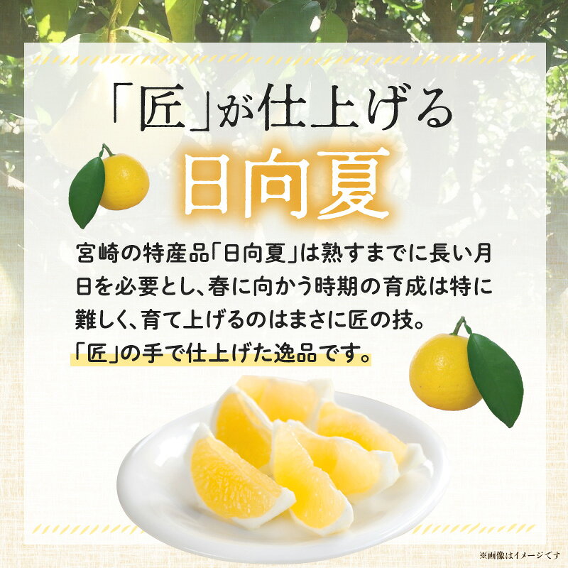 【ふるさと納税】《2026年発送 先行予約》【数量・期間限定】日向夏「匠」プレミアム12 フルーツ 果物 柑橘 柑橘類 柑橘系 果皮 果汁 果肉 特産品 宮崎特産品 冷蔵 冷蔵配送 グルメ おすすめ お取り寄せ 宮崎産 宮崎県産 南国 南国宮崎 農産物 宮崎県 宮崎市 送料無料 サムネイル2