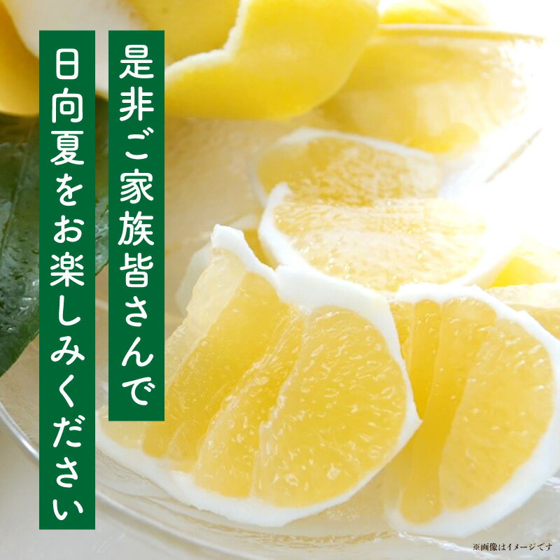 【ふるさと納税】《2026年発送 先行予約》【数量・期間限定】日向夏「匠」プレミアム12 フルーツ 果物 柑橘 柑橘類 柑橘系 果皮 果汁 果肉 特産品 宮崎特産品 冷蔵 冷蔵配送 グルメ おすすめ お取り寄せ 宮崎産 宮崎県産 南国 南国宮崎 農産物 宮崎県 宮崎市 送料無料 サムネイル3