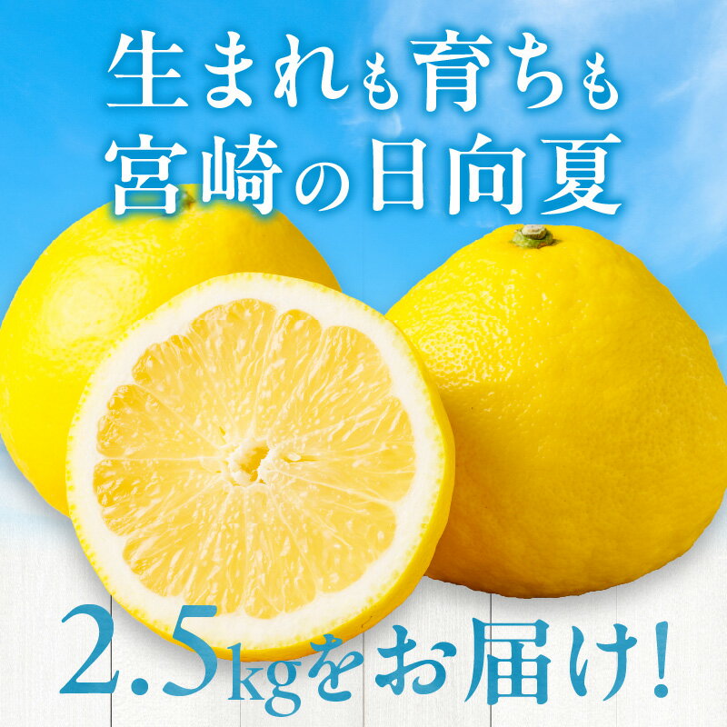 【ふるさと納税】《2026年発送 先行予約》【数量・期間限定】宮崎県産日向夏 2.5kg 化粧箱入り 果物 フルーツ 果実 青果物 生鮮食品 柑橘 柑橘類 デザート スイーツ 化粧箱 贈答 贈答用 プレゼント ギフト お歳暮 お中元 お祝い 内祝い グルメ お取り寄せ 宮崎県 宮崎市 サムネイル2