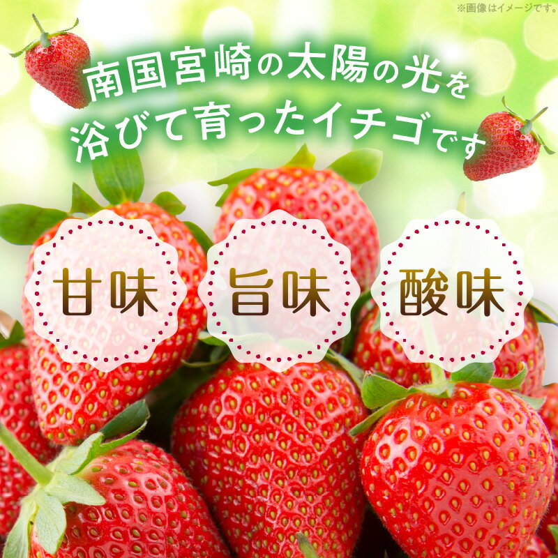【ふるさと納税】《2026年発送 先行予約》【数量・期間限定】宮崎県産イチゴ 250g×2パック 果物 フルーツ 果実 果肉 青果物 農産物 デザート スイーツ ご褒美 おすそ分け パック 小分け おすすめ グルメ お取り寄せ 旬 季節 旬の果物 季節の果物 宮崎県 宮崎市 送料無料 サムネイル2